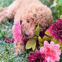 Goldendoodle Puppies from Ruby's Doodle Doos