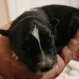 Girl 1 - Australian Shepherd puppy in Ogden, Utah from Rafter H Aussies