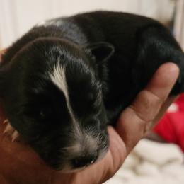 Girl 1 - Australian Shepherd puppy in Ogden, Utah from Rafter H Aussies