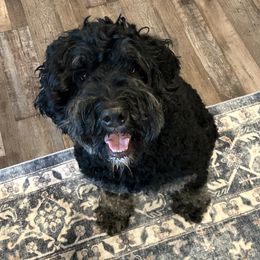 Bailey - Bernedoodle