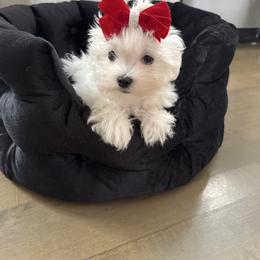 Red collar. (AKC) - White female Maltese puppy in Massachusetts from Happy Tail Yorkies and Maltese