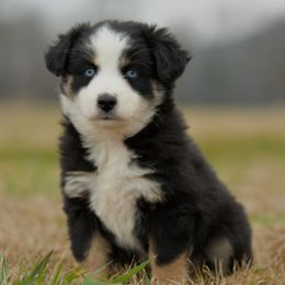 Honey - Black tri female Miniature Australian Shepherd puppy in Hartman, Arkansas from Southern Edition Aussies