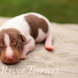 Chocolate Tri - White, chocolate and tan male Rat Terrier puppy in Allegan, Michigan from Gun River Terriers