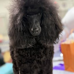Collie, Poodle, and Shetland Sheepdog All Grown Up from Adiame Kennels