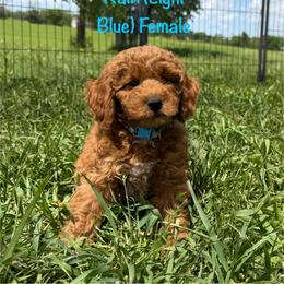 Rain - Red  female Goldendoodle puppy in De Pere, Wisconsin from Kinzor Kennels