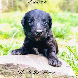 Wyatt Earp (Mini Size) - White and black male Bordoodle puppy in Mulino, Oregon from Korbella Farm