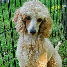 Redtop - Poodle