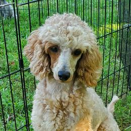 Redtop - Poodle