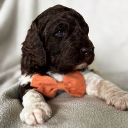 Cocoa - Parti male Poodle puppy in Lake Village, Indiana from Kennings Poodles and Company