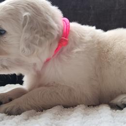Golden Retriever Puppies from Southern Golden Retrievers