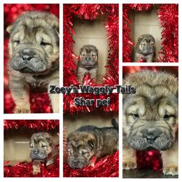 Vecna - Black sable male Chinese Shar-Pei puppy in Minden, Louisiana from Zoey's Waggly Tails