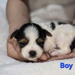 Biewer Terrier and Yorkshire Terrier Puppies from Granny's yorkshire Terrier Modesto California