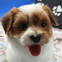 Princeton - Red sable male Havanese puppy in Wappapello, Missouri from Titanium Havanese LLC