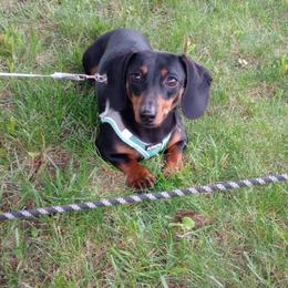 Dobby - Dachshund