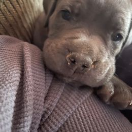 Boerboel and Cane Corso Puppies from DeCola’s Mastiff Paws