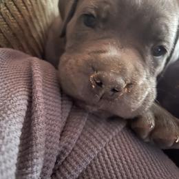 Boerboel and Cane Corso Puppies from DeCola’s Mastiff Paws