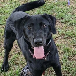 Labrador Retrievers from Coosa River Retrievers