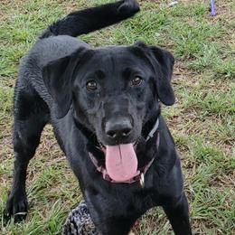 Labrador Retrievers from Coosa River Retrievers