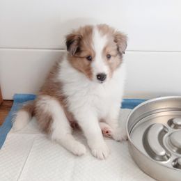 Melody - Sable merle and white female Shetland Sheepdog puppy in Aliquippa, Pennsylvania from Fancypants Shetland Sheepdogs