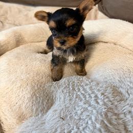 Daisy - Blue and gold female Yorkshire Terrier puppy in Greenville, South Carolina from Emerald Isle Yorkies