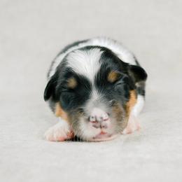 Lexington(Lexi) - Black tri-color female Australian Shepherd puppy in Aberdeen, North Carolina from Huckleberry Hill Aussies LLC.