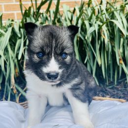 Siberian Husky Puppies from Wooly Woof Siberians