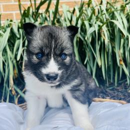Siberian Husky Puppies from Wooly Woof Siberians