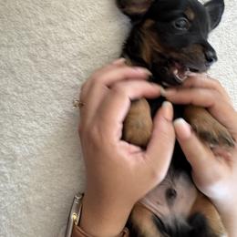 Dachshund Puppies from Ozge's Dachshunds