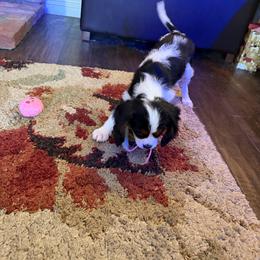 Nikko - Tri-color male Cavalier King Charles Spaniel puppy in Temecula, California from Diamond Cavaliers
