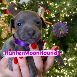 Violet boy - Blue Italian Greyhound puppy in Duvall, Washington from Hunter_Moon Hounds