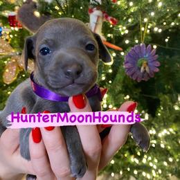 Violet boy - Blue Italian Greyhound puppy in Duvall, Washington from Hunter_Moon Hounds