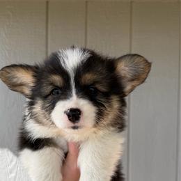 Stormy - Black and tan female Pembroke Welsh Corgi puppy in Chubbuck, Idaho from Sunny J Corgis and Mini Americans
