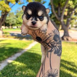 Boy 1 - Black and white male Pomsky puppy in La Verne, California from Red Cedar Pomskies