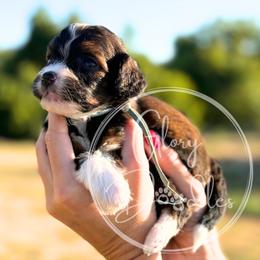 Barbie - Aqua - Sable female Bernedoodle puppy in Rockwall, Texas from Glory Doodles