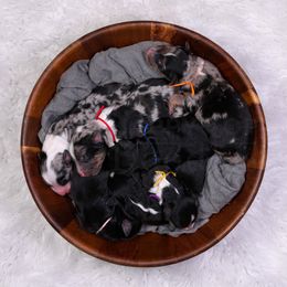 Assorted Doodle Crosses puppies from Happy Top Doodles