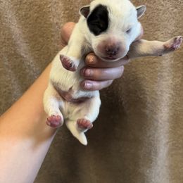 Charcoal - Blue speckled male Australian Cattle Dog puppy in Ellensburg, Washington from Boondock Bandits