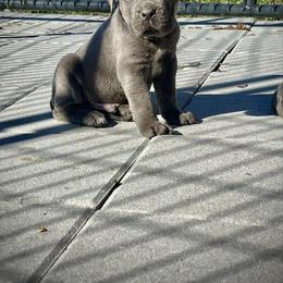 Errol - Gray brindle male Cane Corso puppy in Altoona, Alabama from Snead’s Cane Corso Kennel
