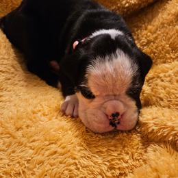 LIGHT PINK COLLAR - Brindle female Boxer puppy in Gloucester, Virginia from Keen Boxers