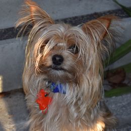 "Widget (2 year)" Biewer Terrier and Yorkshire Terrier All Grown Up from NorCal Terrier Kennel
