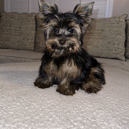 Jazmine - Yorkshire Terrier