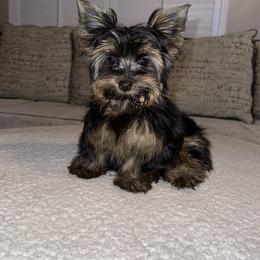 Jazmine - Yorkshire Terrier