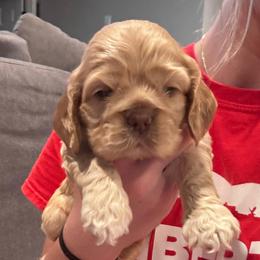 Girl 1 - Buff female Cocker Spaniel puppy in Spotsylvania, Virginia from Wilkshire Farm