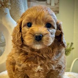 Tart - Red female Cockapoo puppy in Palm Beach County, Florida from Benji’s Cockapoos