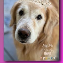 Golden Retriever Puppies from Evergrace Goldens