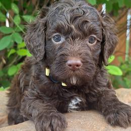 Toffee - Yellow Collar - Chocolate female Goldendoodle puppy in Kingwood, Texas from Kingwood Goldendoodles