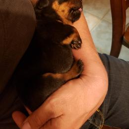 Rottweiler Puppies from Gottlïchen Rottweilers