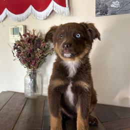 Sammy - Red & white male Miniature American Shepherd puppy in Kellerton, Iowa from Ebersole Ranch