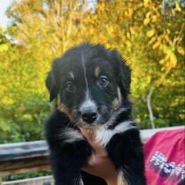 Ember - Black tri-color female Australian Shepherd puppy in Mckenzie, Tennessee from Whispering Iris Aussies