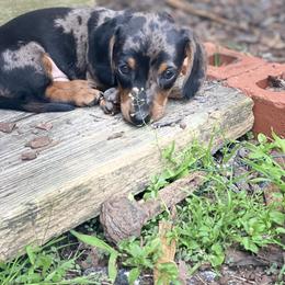 Dachshund Puppies from Bar H Dachshunds