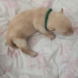Green Collar- Male - Wheaten male Scottish Terrier puppy in Eva, Alabama from Schulte's  Scottish Terriers